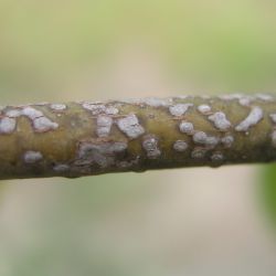 Mango scab can affect leaves, stems and fruit. On stems and fruit, the spots generally turn grey when mature