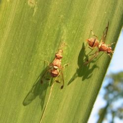 Two melon flies