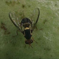 New Guinea fruit fly 