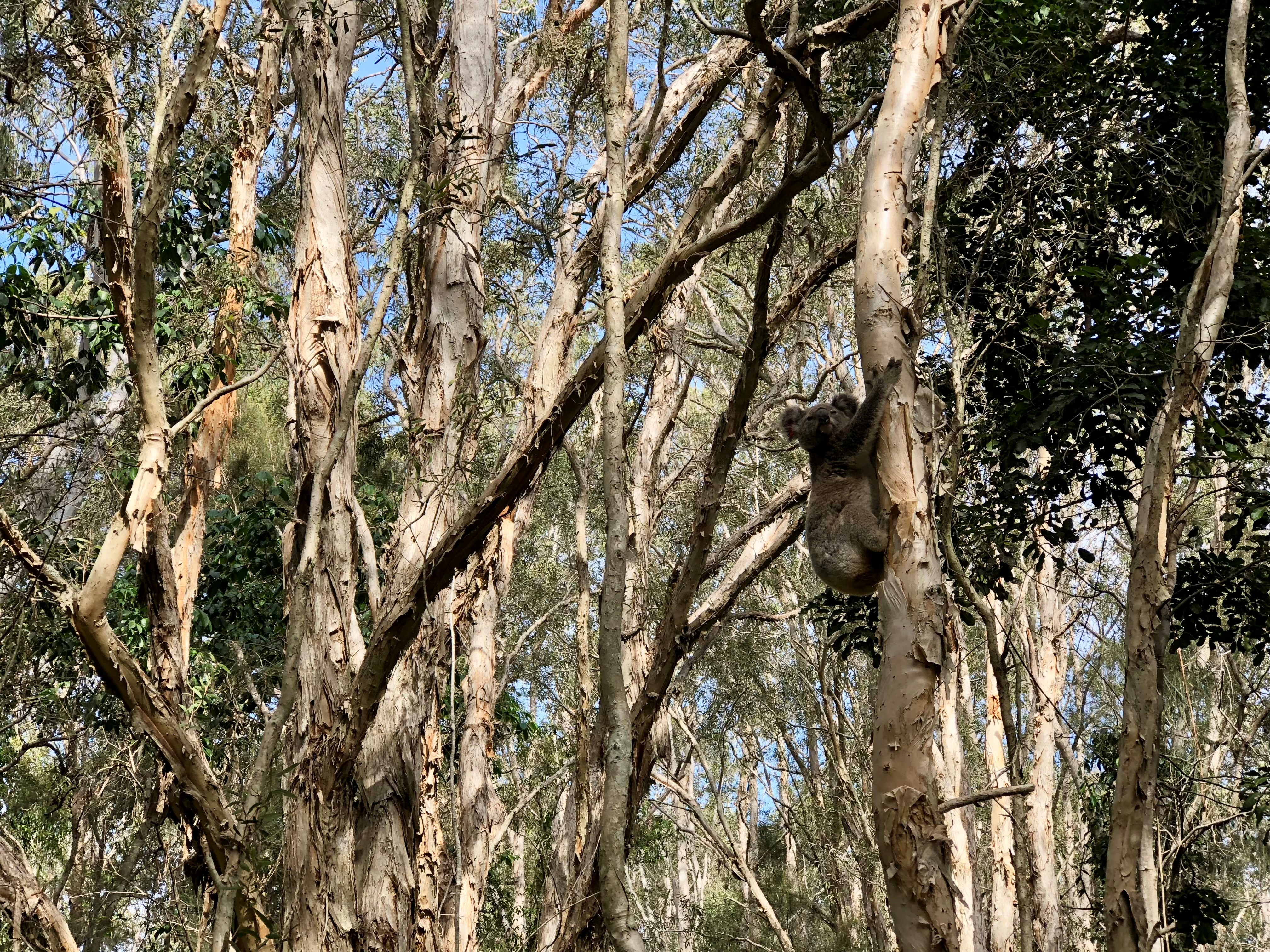 Koala (<em>Phascolarctos cinereus</em>) in a melaleuca nearby © City of Gold Coast