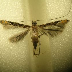 Adult cocoa pod borer