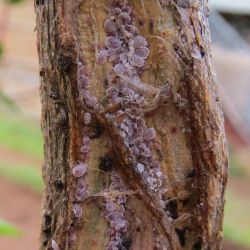 Coffee mealybugs