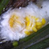 Giant pine scale eggs