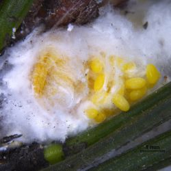 Giant pine scale eggs