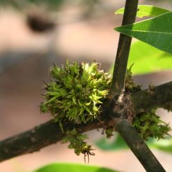 Leaf bud distorted by mango malformation disease