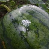 Watermelon infested with melon fly