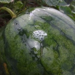 Watermelon infested with melon fly