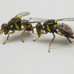 Close up of 2 Oriental fruit flies.