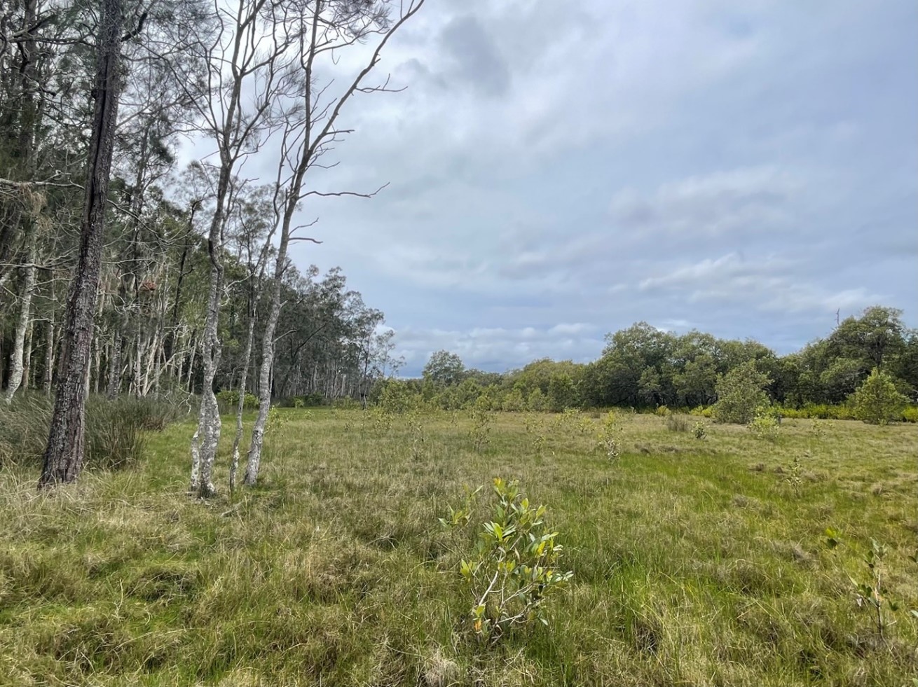 Photo of RE 12.1.1 Coastal swamp oak woodland (of concern) and RE 12.1.2 – Saltmarsh