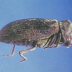 Common furniture beetle
