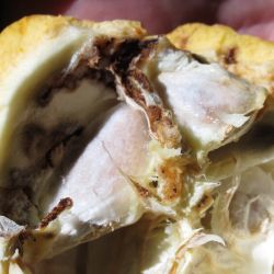 Damage to a cocoa pod caused by a cocoa pod borer