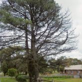 Branch dieback caused by giant pine scale