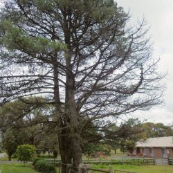 Branch dieback caused by giant pine scale
