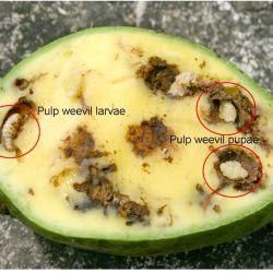 Mango pulp weevil larva and pupae inside mango fruit flesh