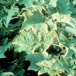 Melon thrips can cause bronzing and distortion of eggplant leaves as they feed