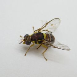 Close up view of single Oriental fruit fly.