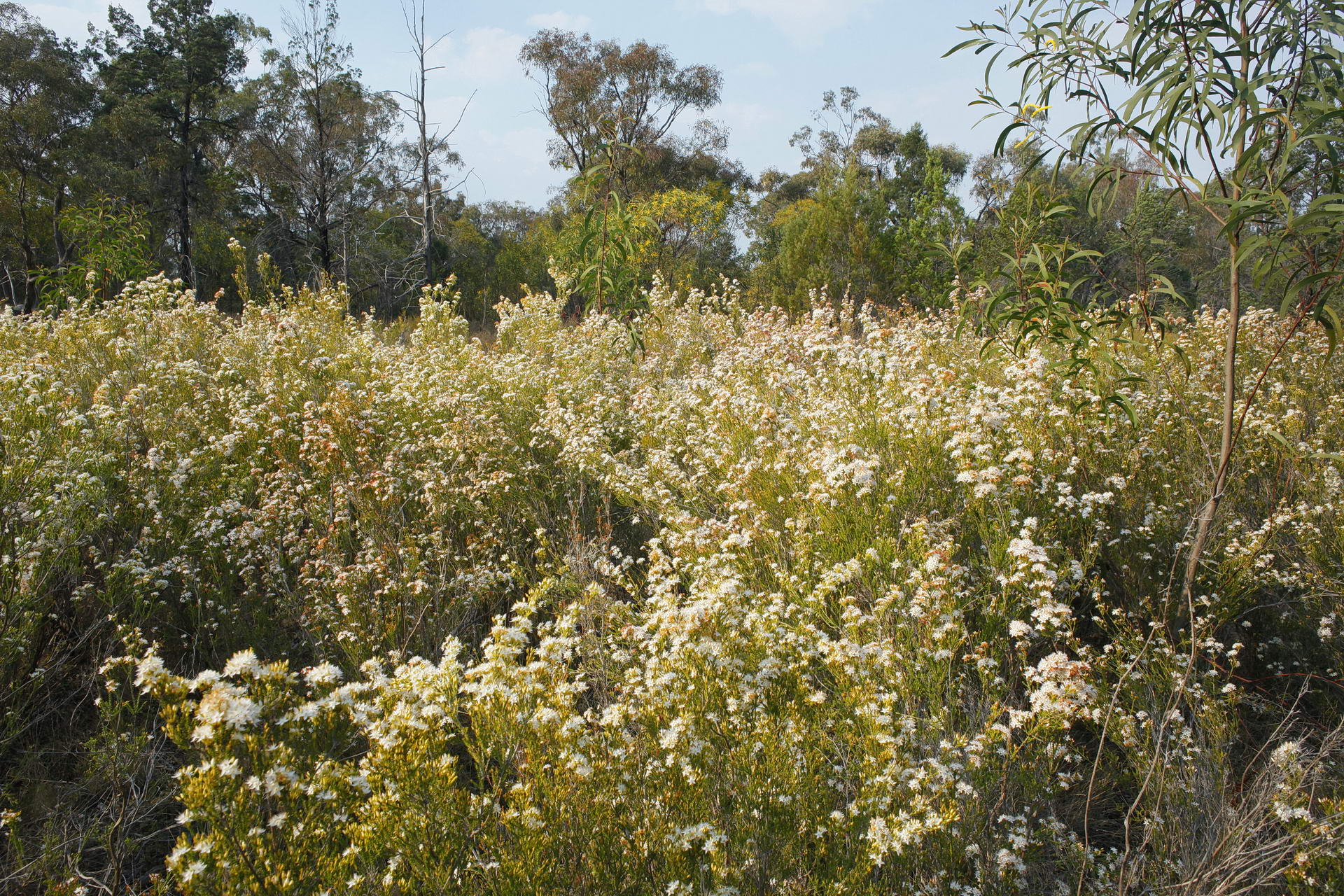 Calytrix dominated heathland © Wayne Lawler