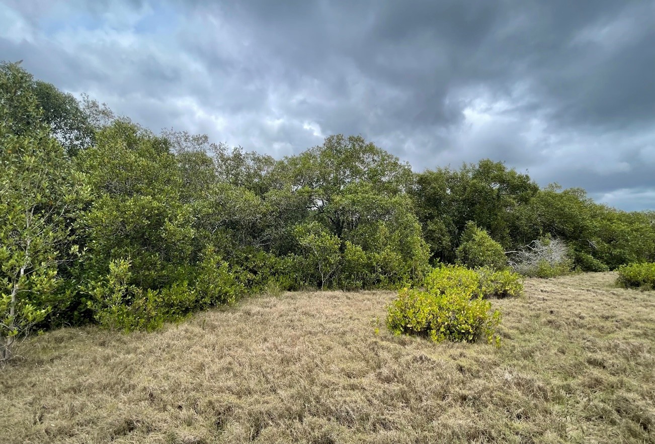 RE 12.1.3 – Mangrove and RE 12.1.2 – Saltmarsh © City of Gold Coast