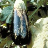 Damage to eggplant caused by melon thrips