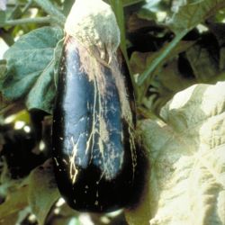 Damage to eggplant caused by melon thrips
