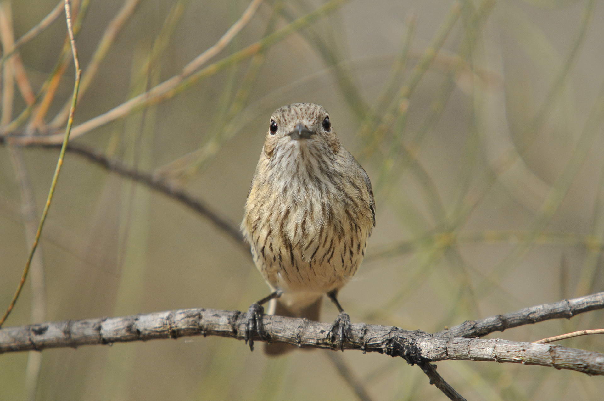 Speckled warbler (<em>Pyrrholaemus sagittatus</em>) © Wayne Lawler