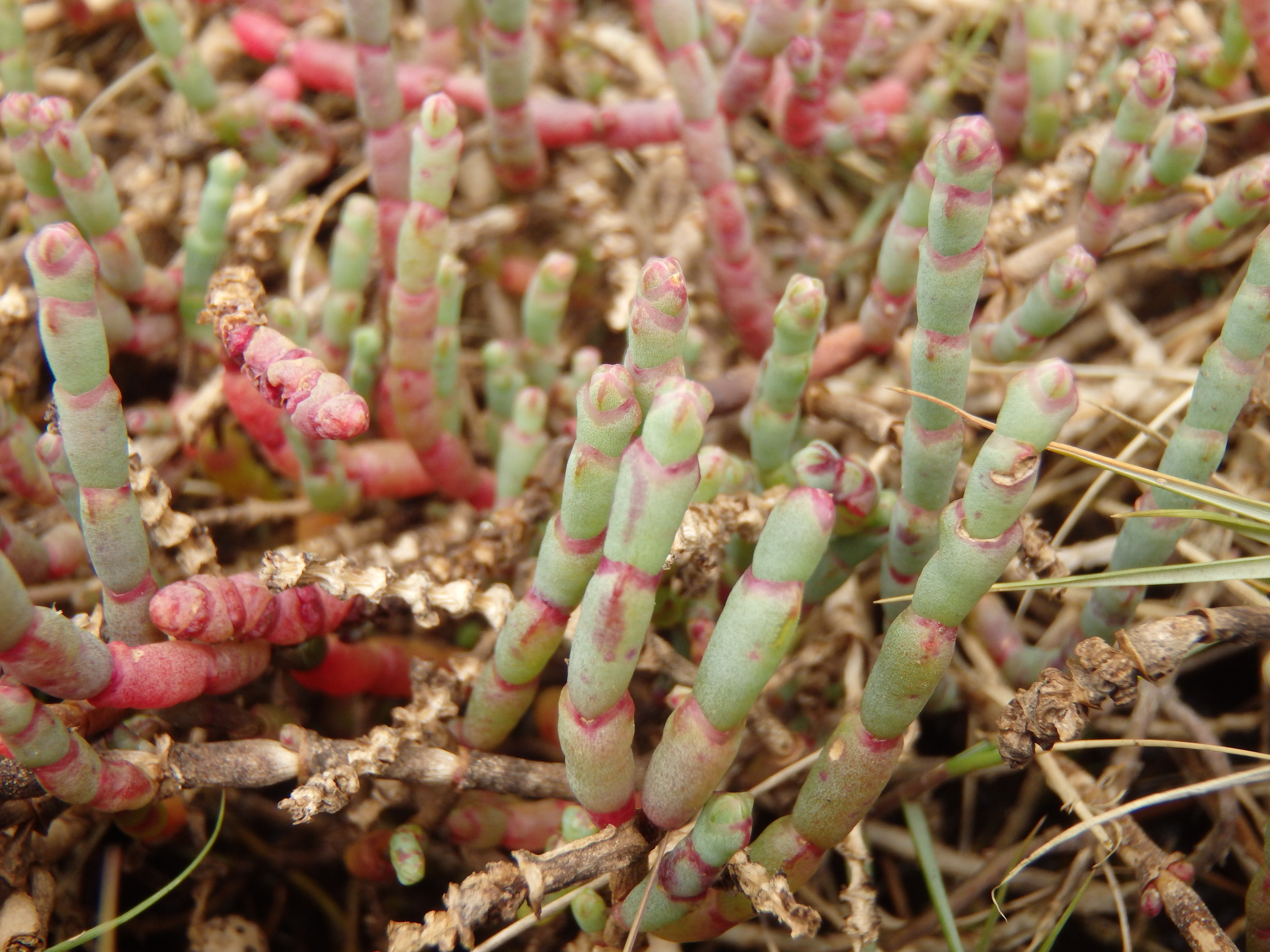 Samphire (<em>Salicornia quinqueflora</em>) © City of Gold Coast