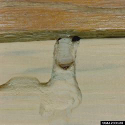 European house borer larvae tunnelling in untreated timber