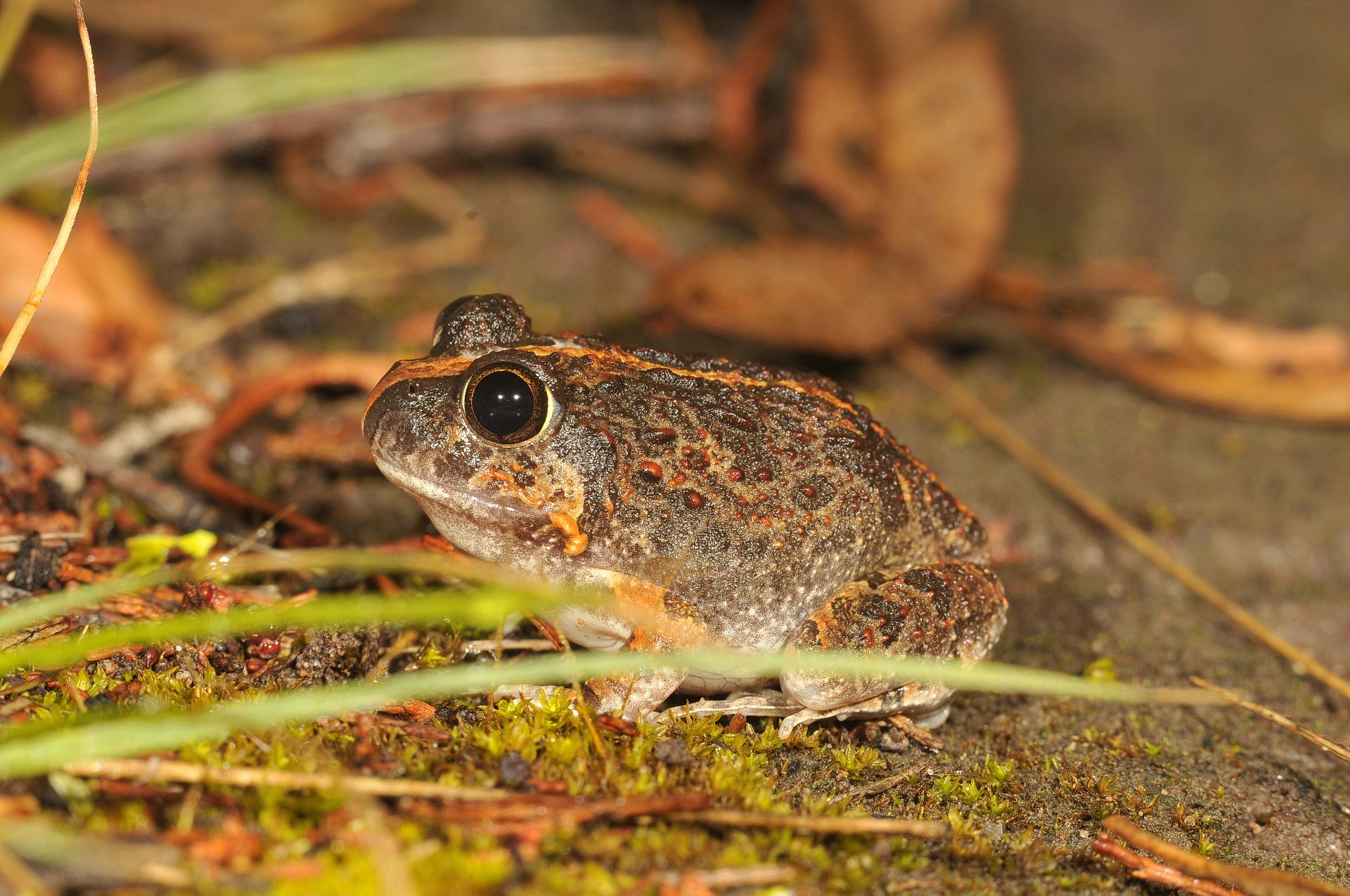 Scarlet sided pobblebonk (<em>Limnodynastes terraereginae</em>) © Wayne Lawler