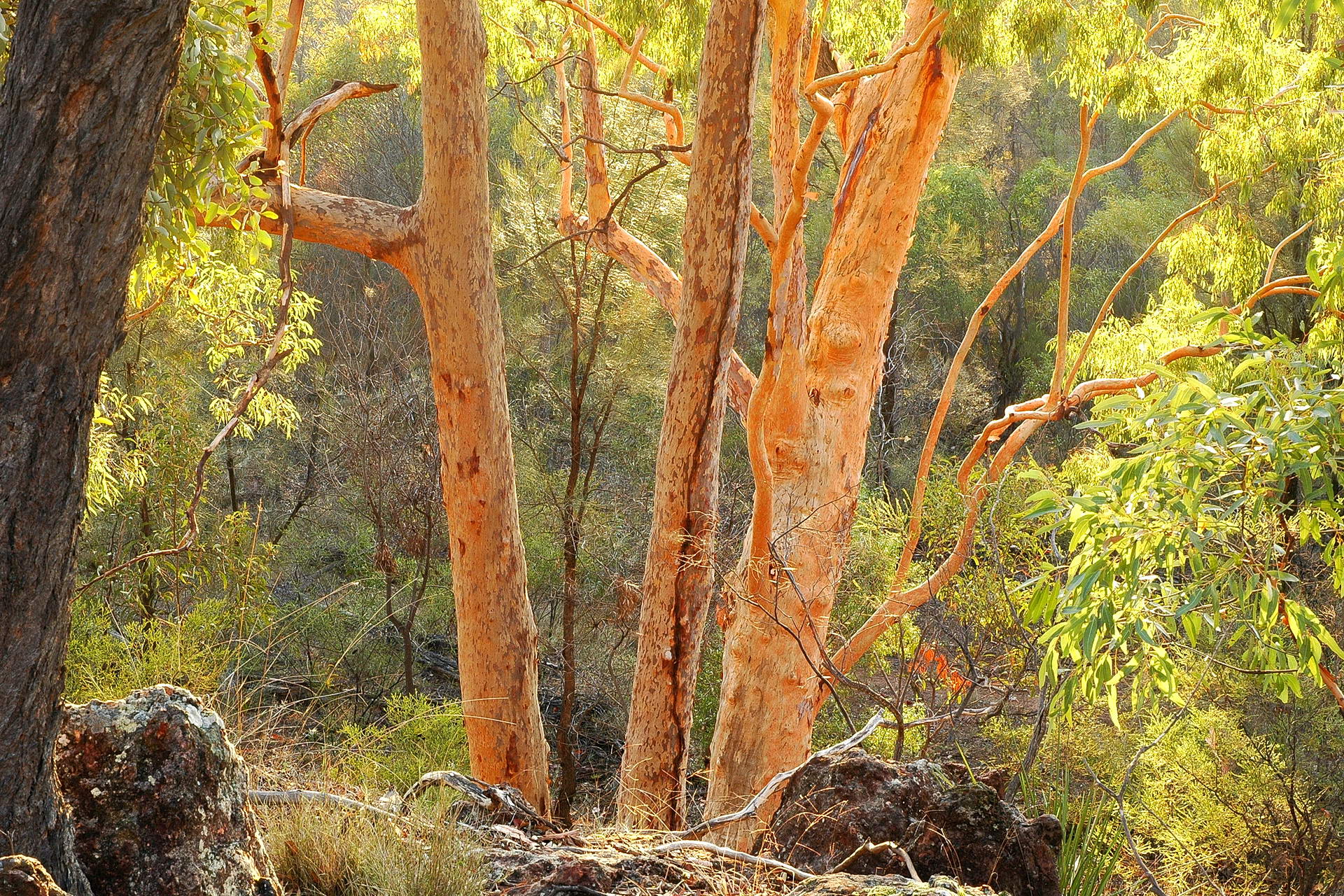 Eucalypt dominated woodlands and escarpments © Wayne Lawler