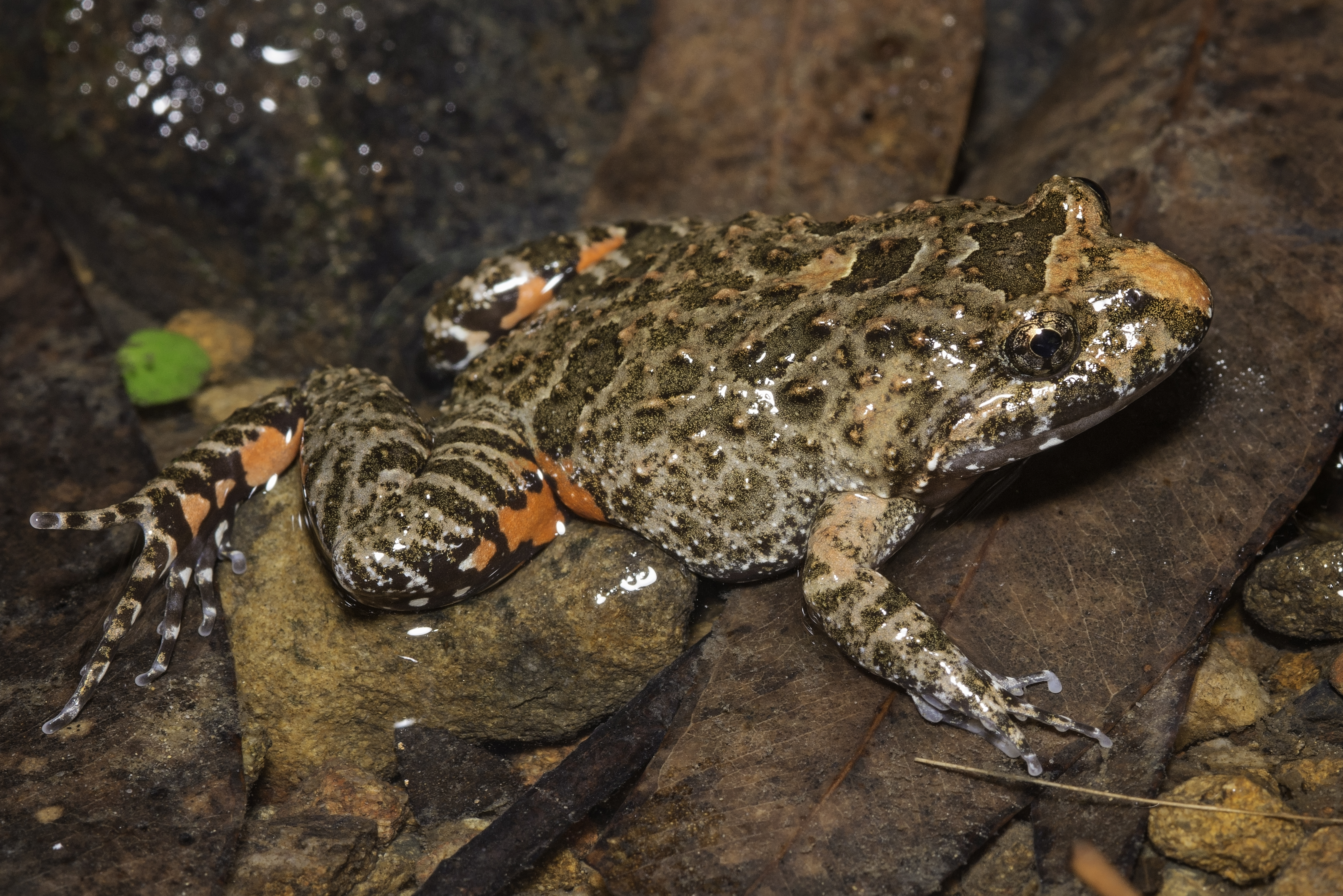 Tusked frog (<em>Adelotus brevis</em>) © Narelle Power