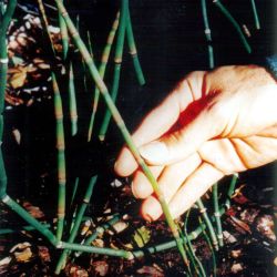 Horsetails plant close-up of stem