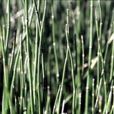 Horsetails segmented stems