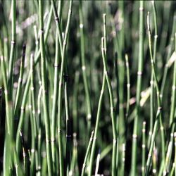 Horsetails segmented stems