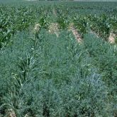 Kochia infestation cornfield