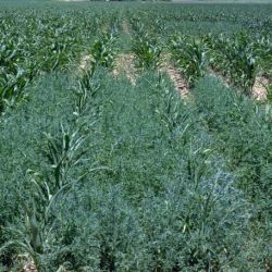 Kochia infestation cornfield