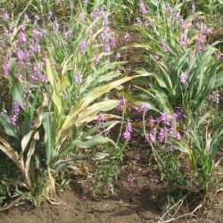 <em> Striga </em> in sorghum