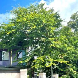 Yellow fever tree