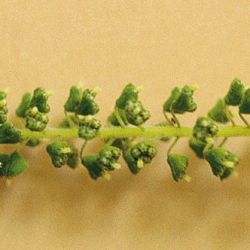 Annual ragweed flower