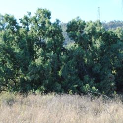 Athel pine plants