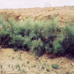 Small athel pine plants