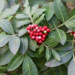 Broad-leaved pepper tree leaf and fruit