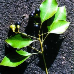 Camphor laurel leaves and berries