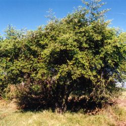 Chinee apple plant form