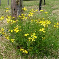 Fireweed plant form