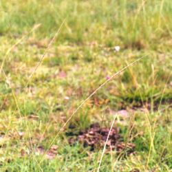 Giant Parramatta grass