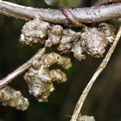 Madeira vine tubers