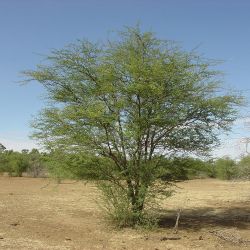 Mesquite (Neltuma pallida) plant