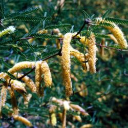 Mesquite (Neltuma velutina) flower