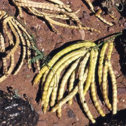 Mesquite (Neltuma velutina) pods