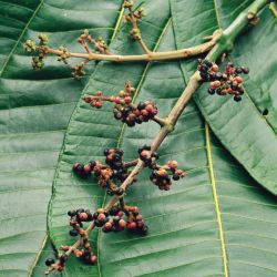 Miconia fruit panicle